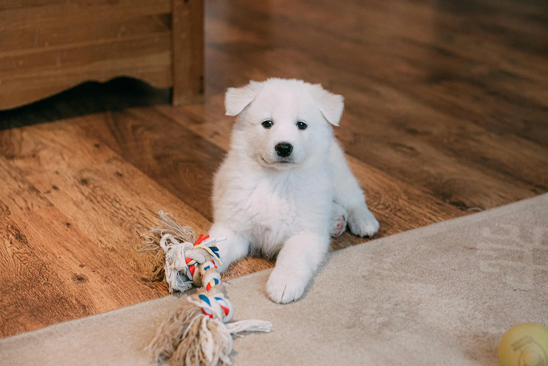 Small fluffy white dog sitting on floor with a toy.