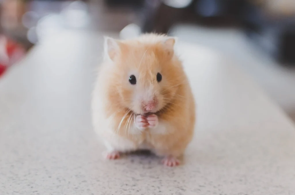 Hamster Care Tips