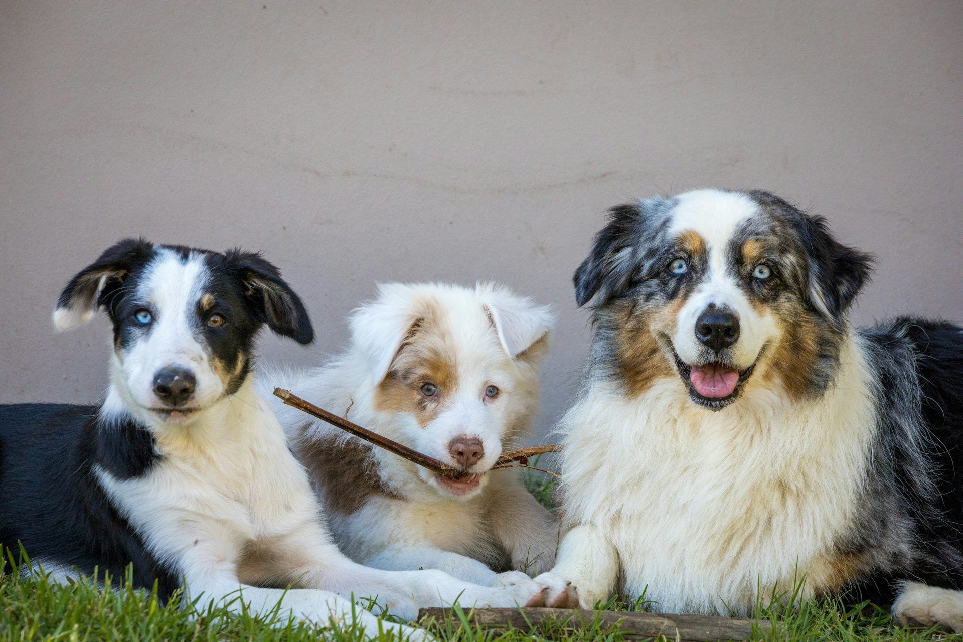 Three dogs in front of a wall