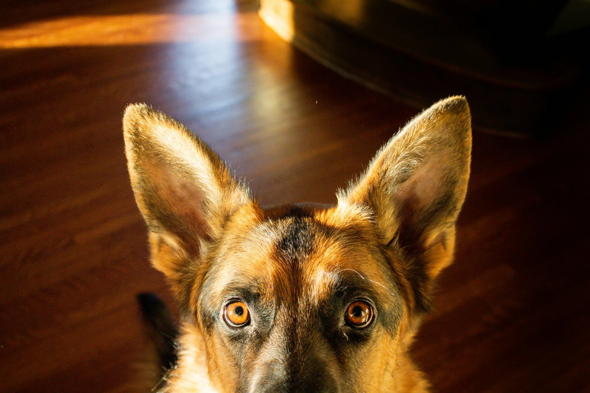 A German Shepherd's head, focusing on pointed ears against a warm indoor background.