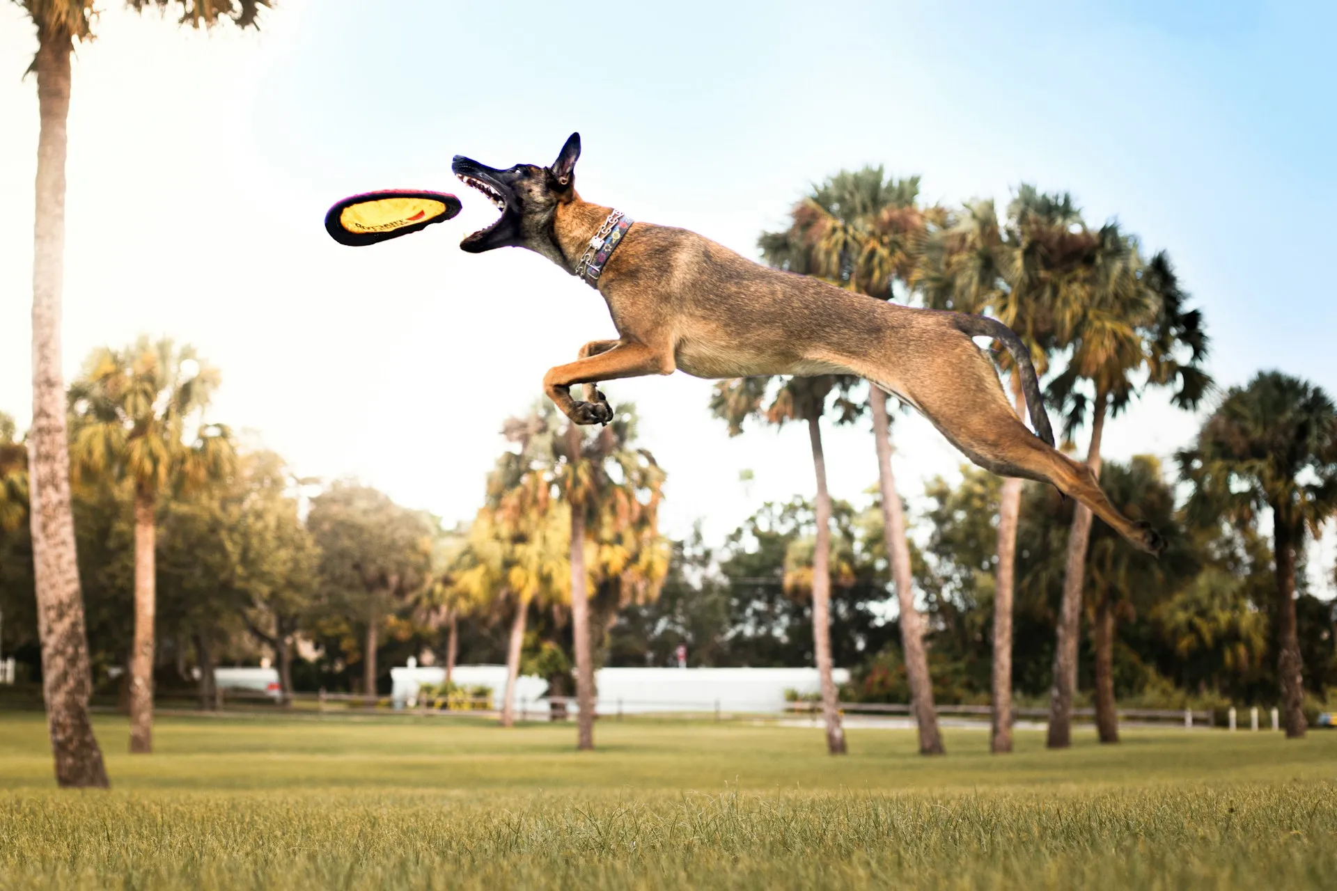 A dog leaps about to catch a yellow flying disc in a grassy park lined with palm trees.