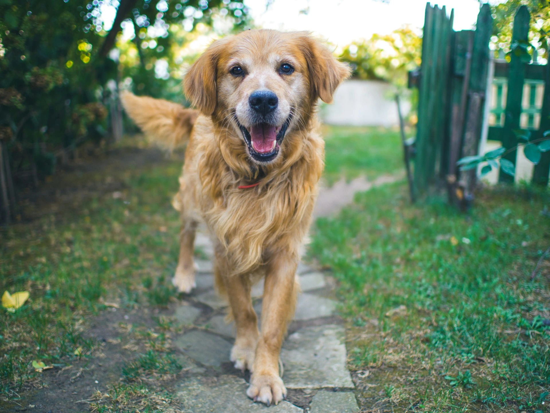 A dog walks toward the camera along a stone path in a green garden.