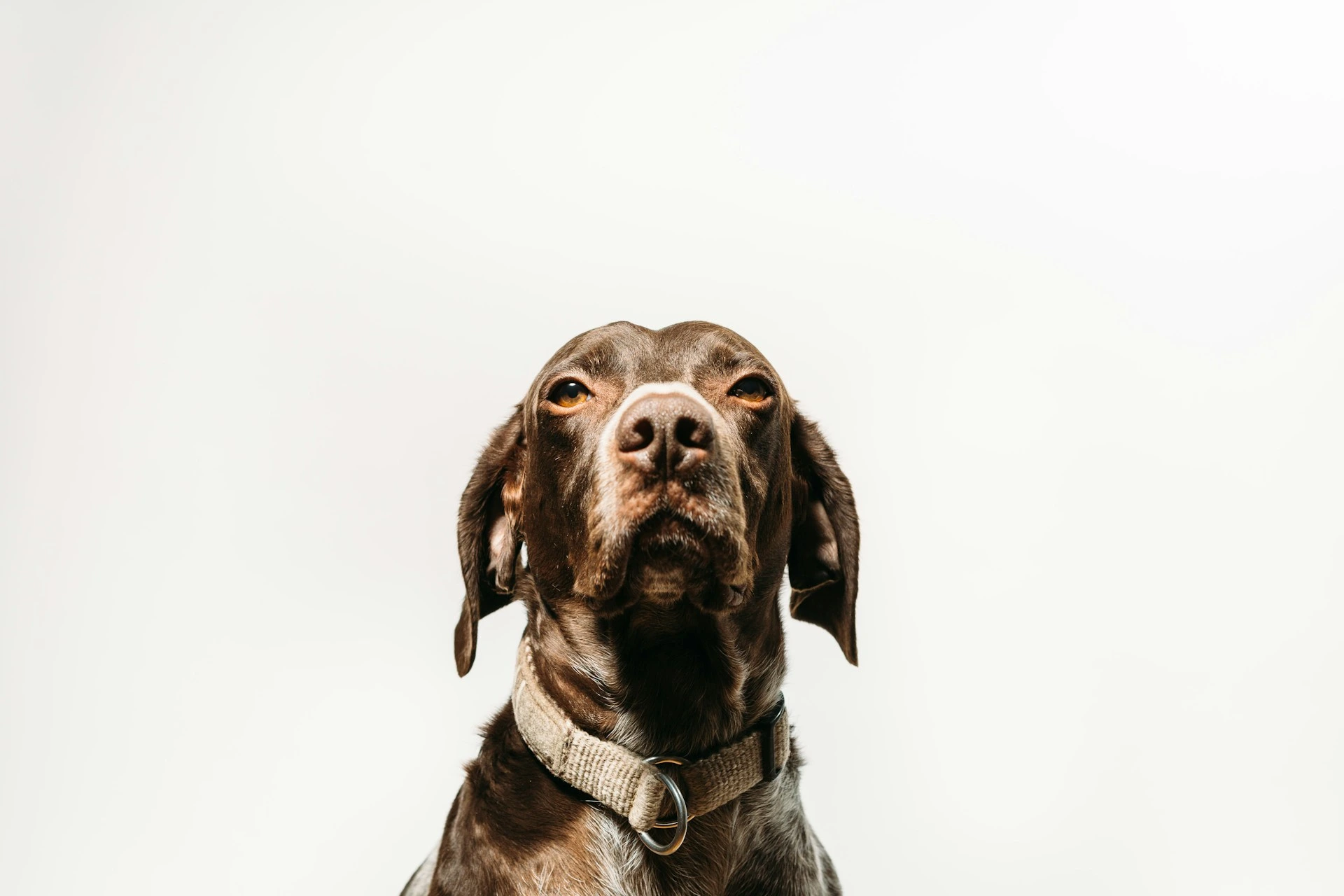 A brown dog against a solid, bright white background.