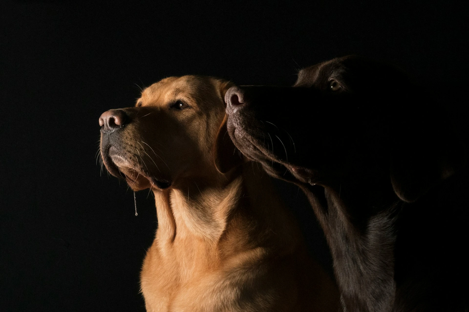 A yellow and a chocolate Labrador Retriever sit side-by-side in profile, their faces partially lit against a solid black background.