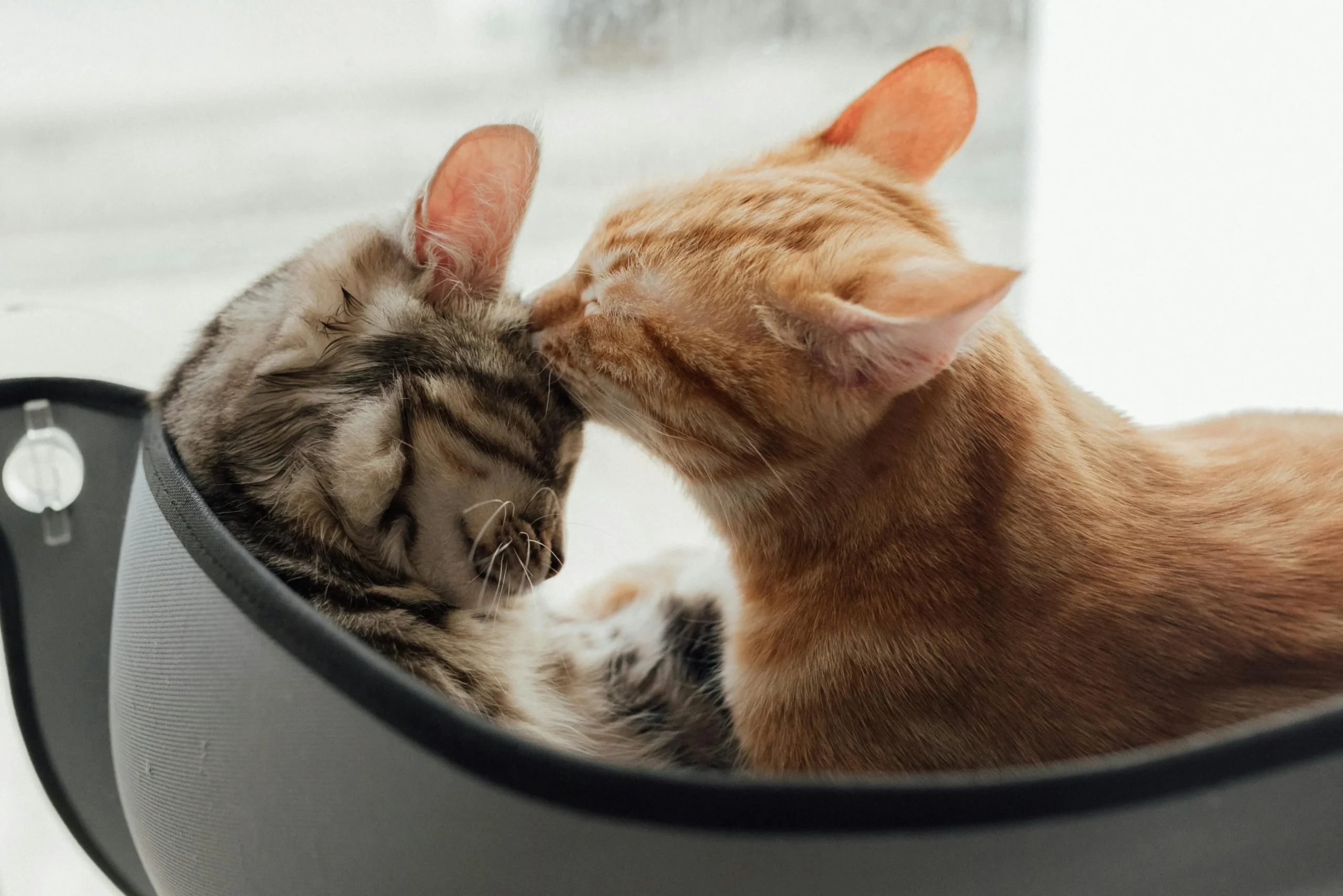 An orange tabby kitten licks the forehead of a sleeping grey tabby kitten in a cozy grey pet bed.