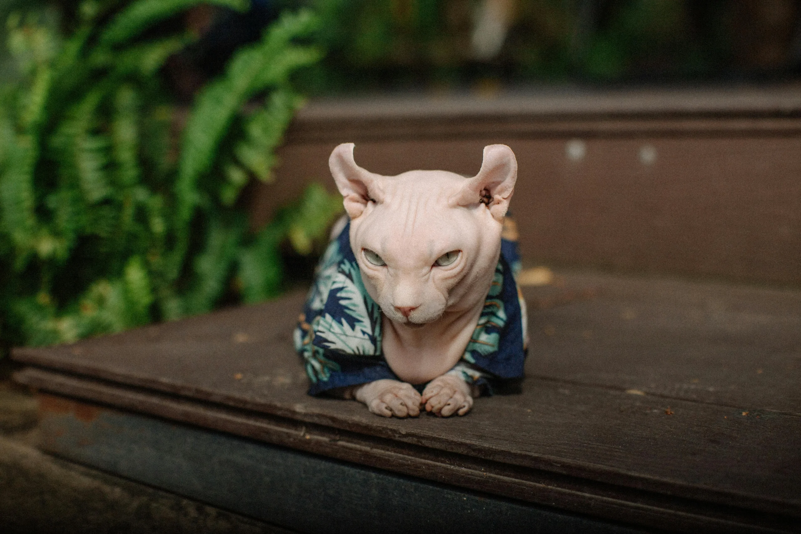 A Sphynx cat lies on a wooden step.