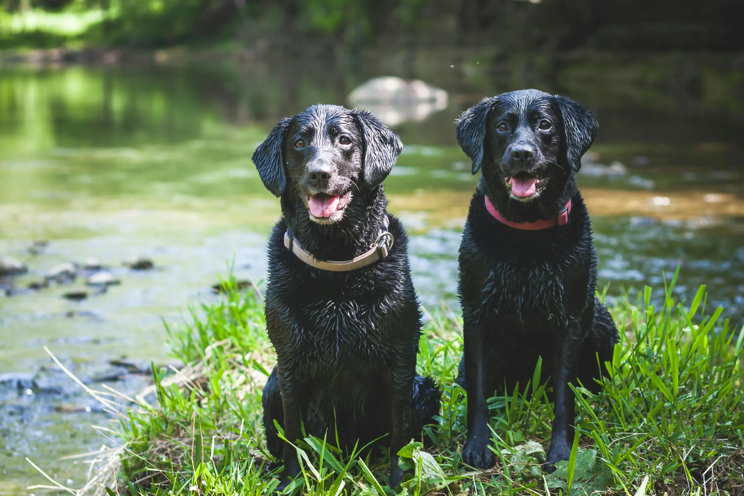 Two black Labrador Retrievers sit side-by-side on a grassy bank.