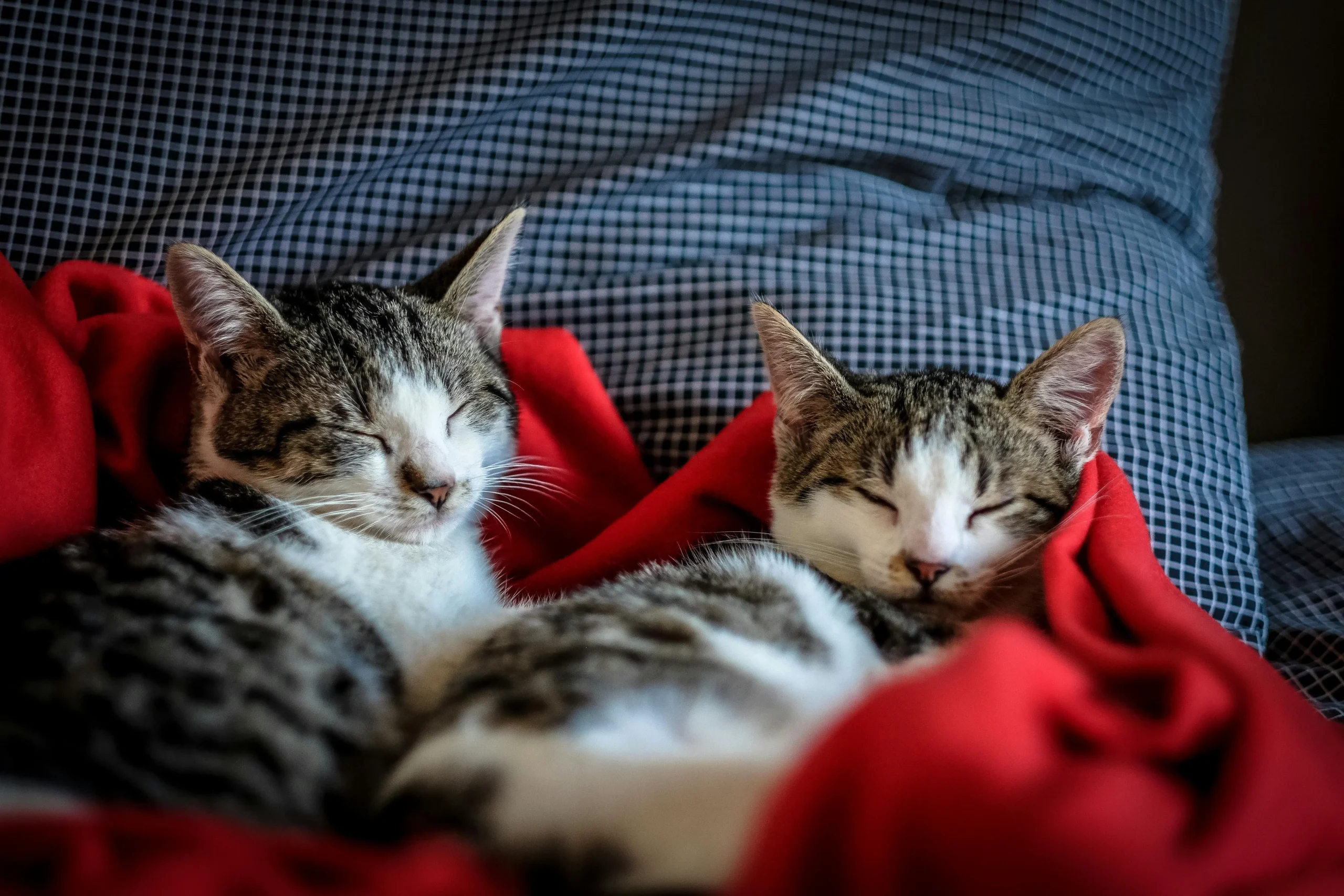 Two kitten nestled together under a bright red blanket against a grey patterned pillow.