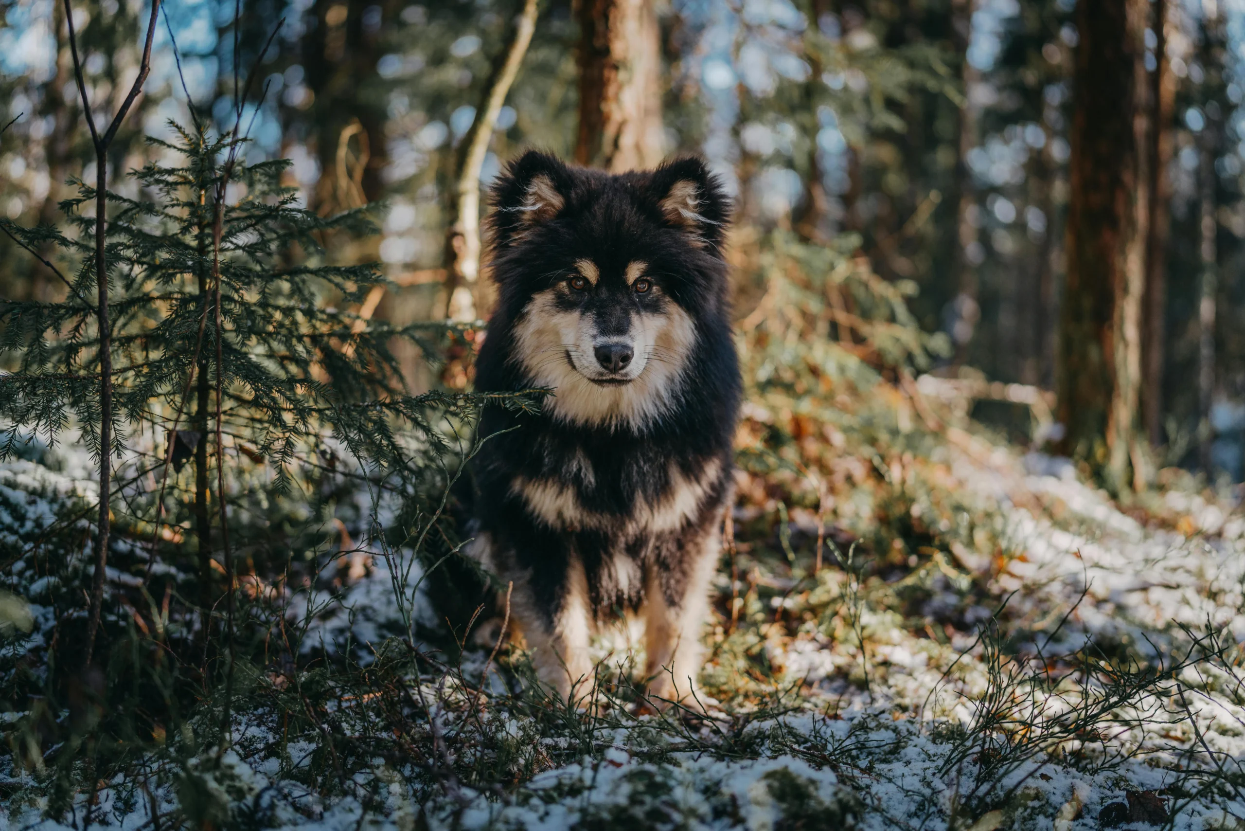 A fluffy, black-and-tan dog with thick fur stands alert in a sun-dappled, snowy forest surrounded by pine trees.