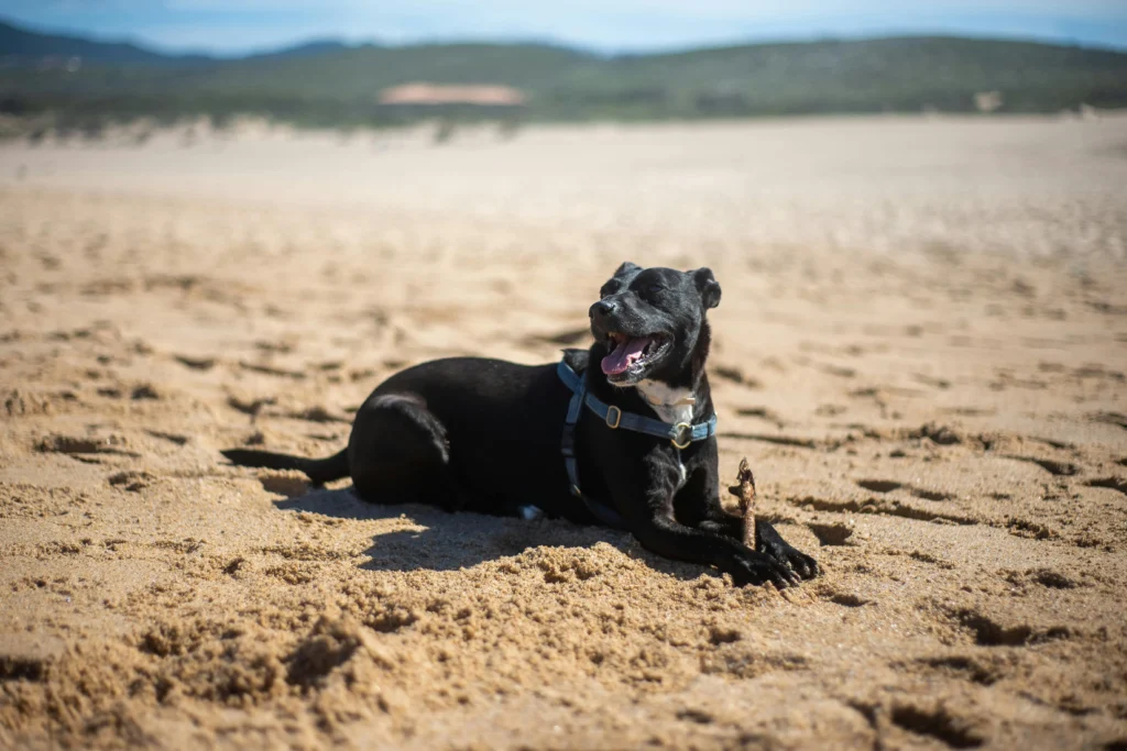 A black dog lies on a sandy beach.