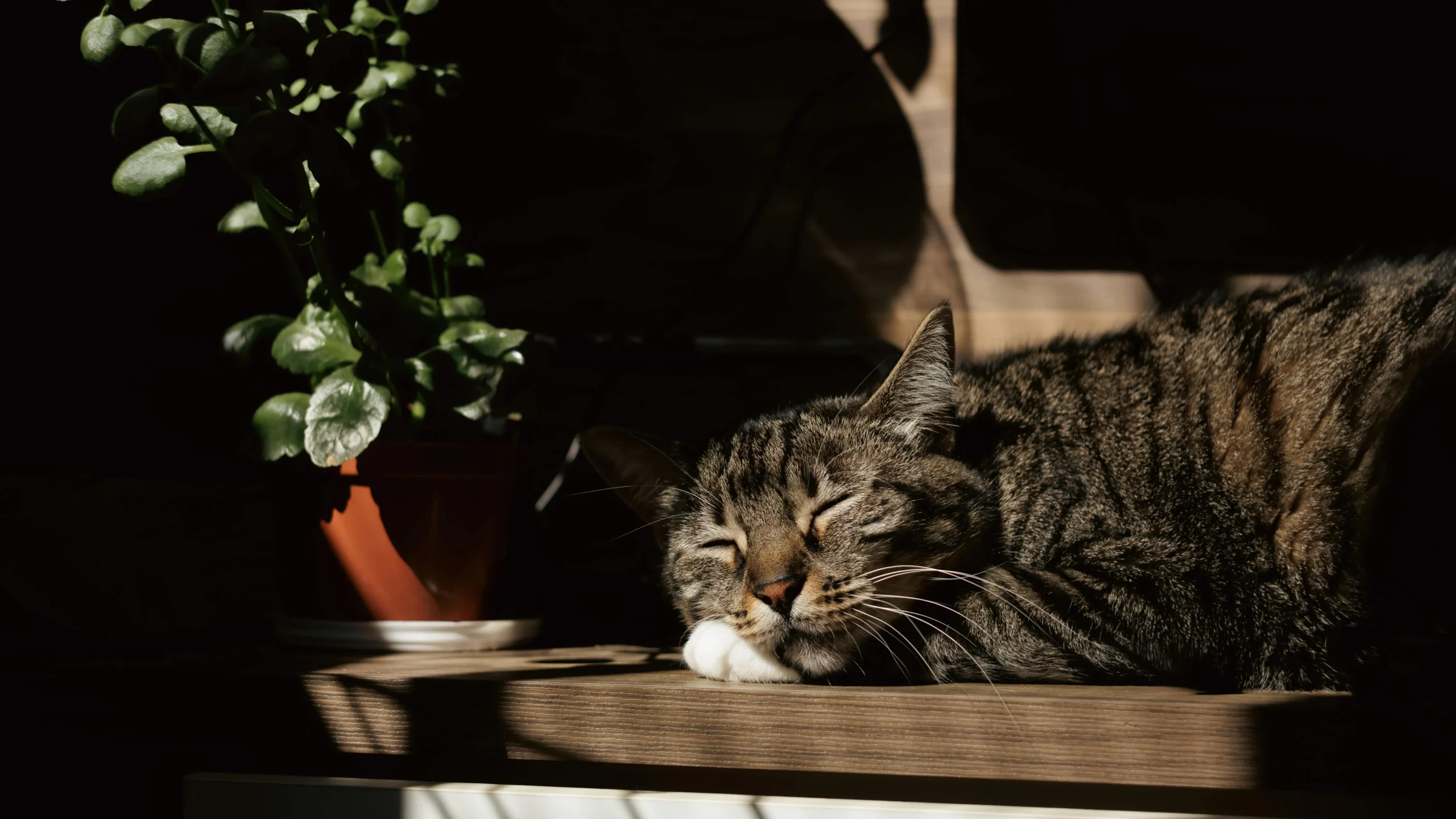 A tabby cat rests on a wooden surface against a patch of warm sunlight.