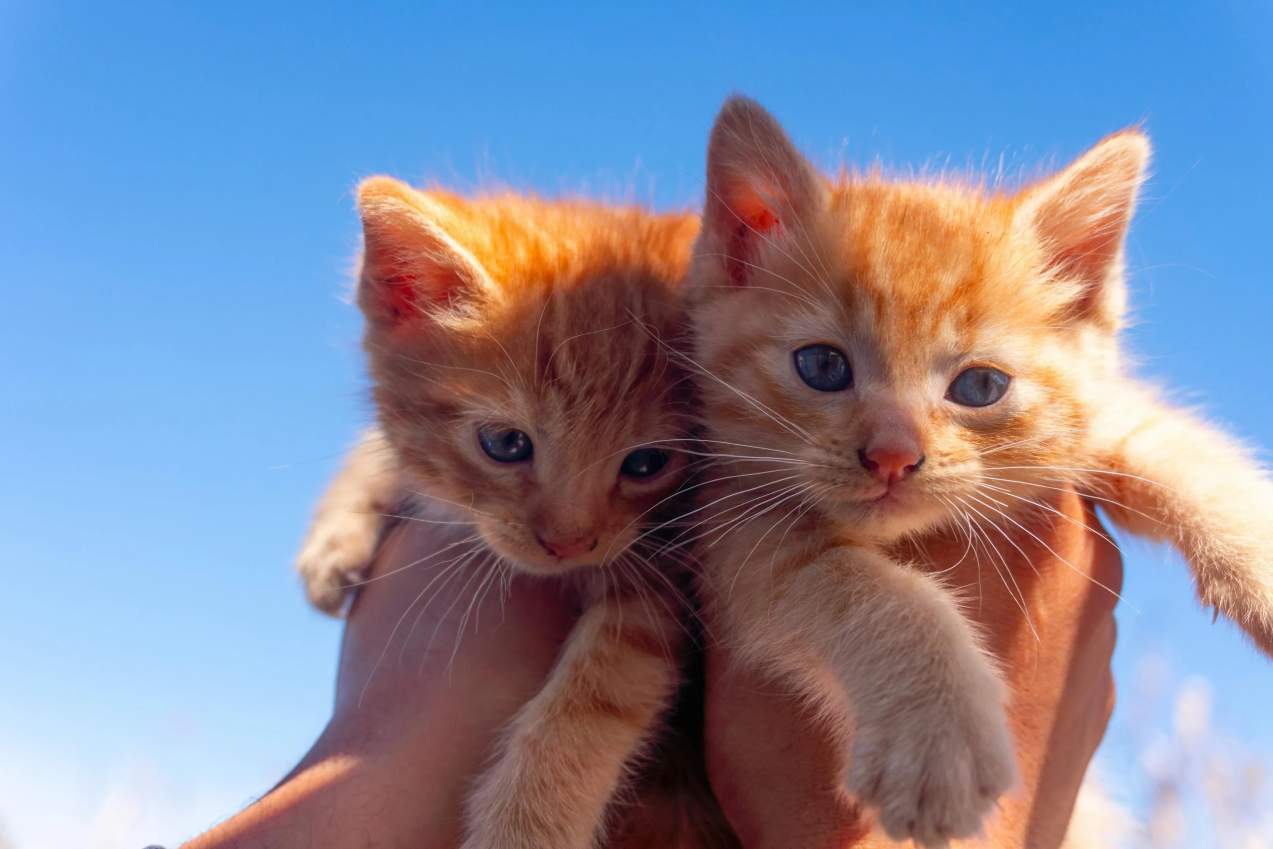 Two orange tabby kittens are held up against a clear blue sky.