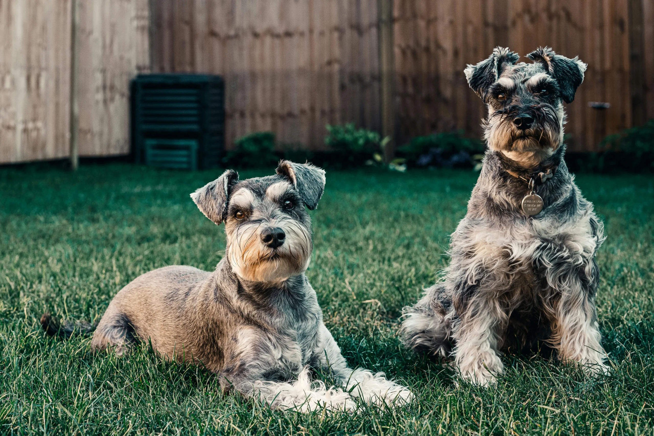 Two Schnauzers sitting in a backyard.