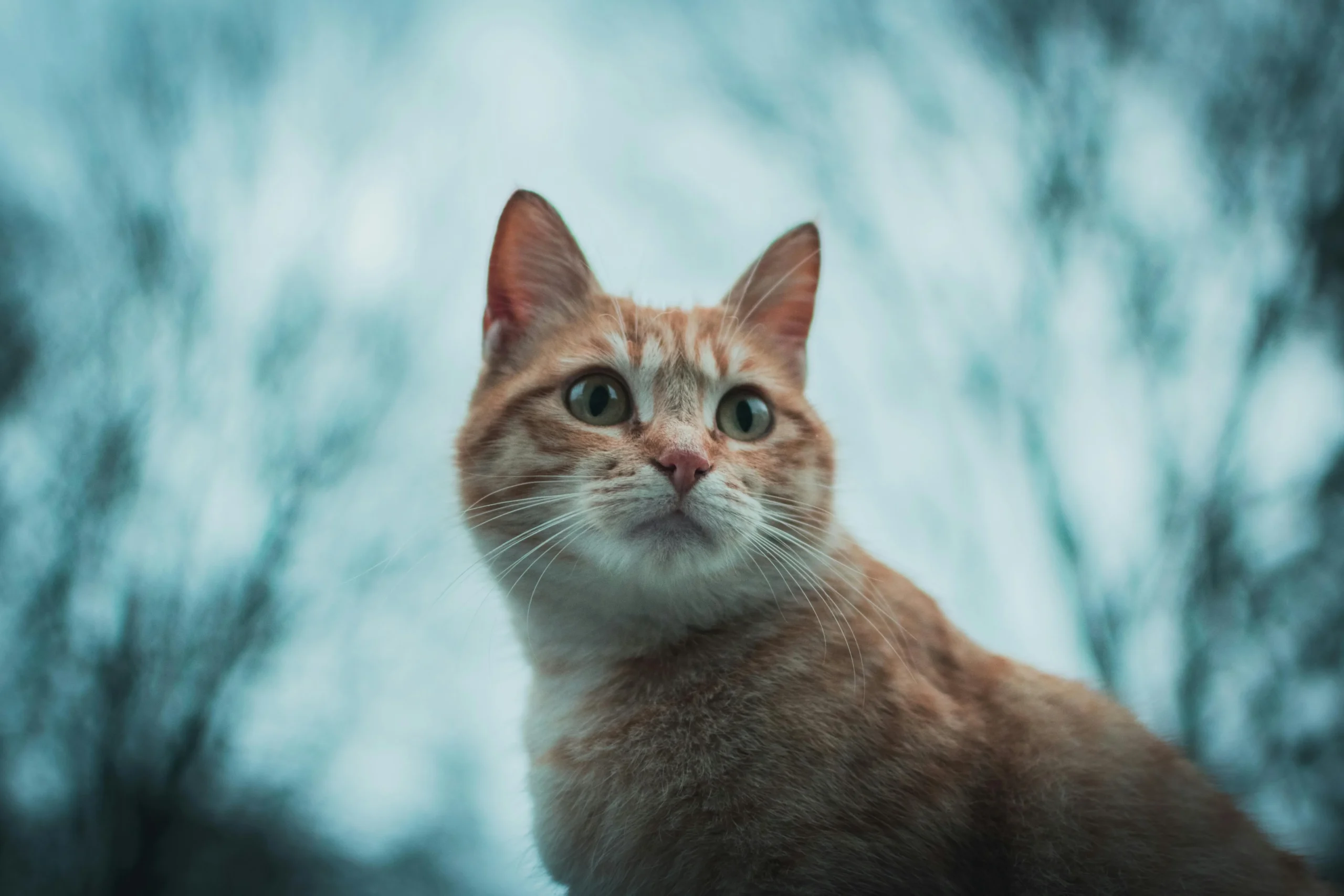 An orange tabby cat against a blurred background of blue-grey trees.