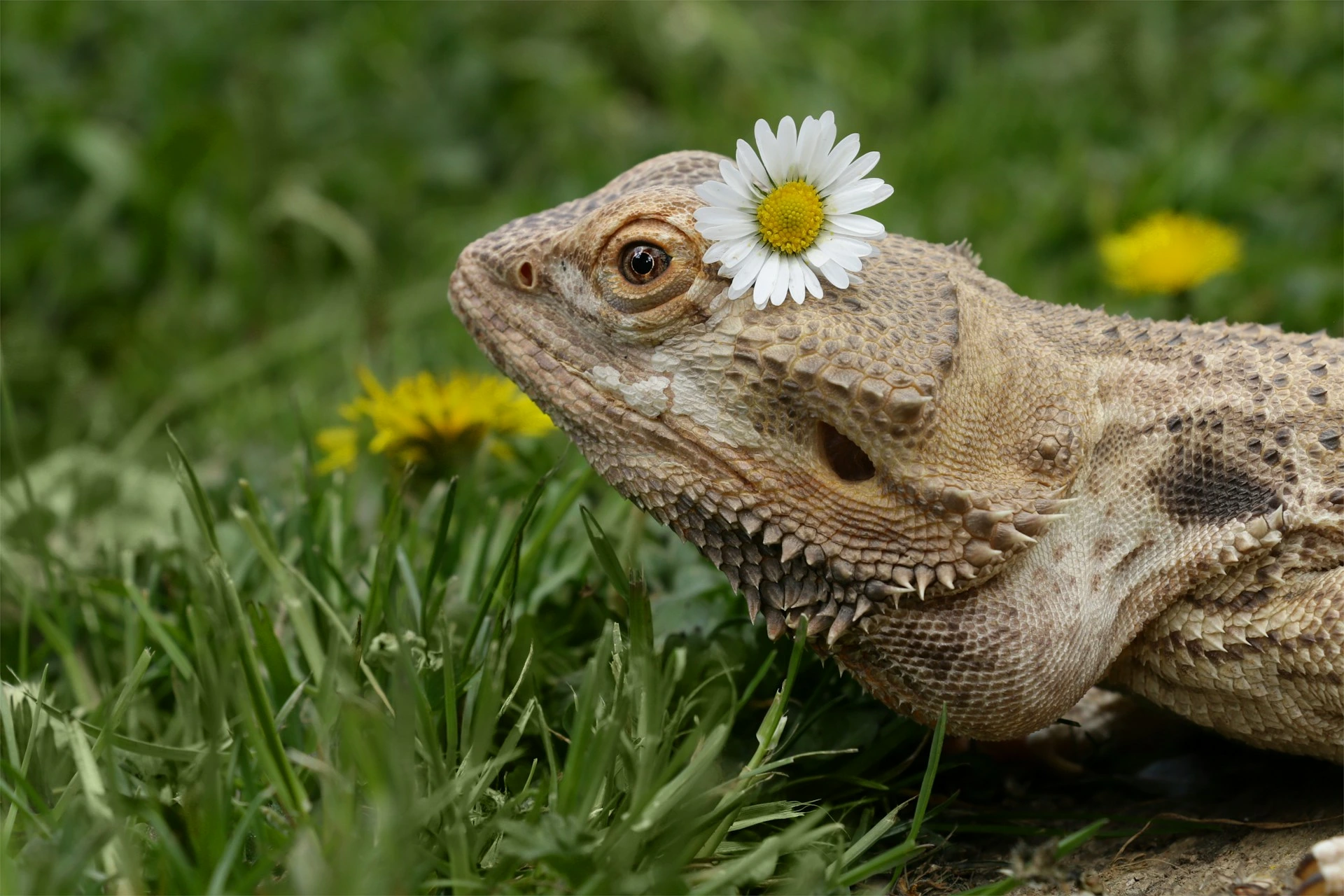 A Bearded Dragon in a grassy field with a small white and yellow daisy resting on its head.