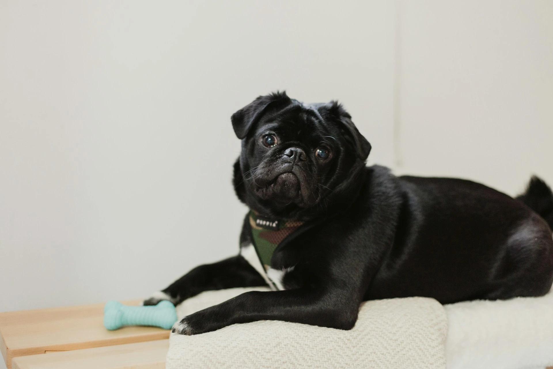 A black Pug with a concerned expression sits on a light-colored bench next to a small teal bone toy.