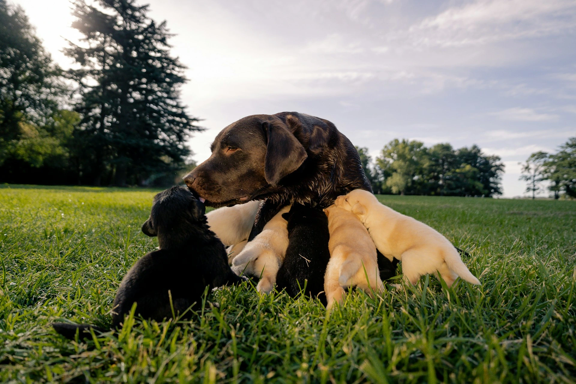 A black Labrador Retriever mother lies in a grassy field, nursing several puppies while she gently licks the head of a black puppy sitting in front of her.