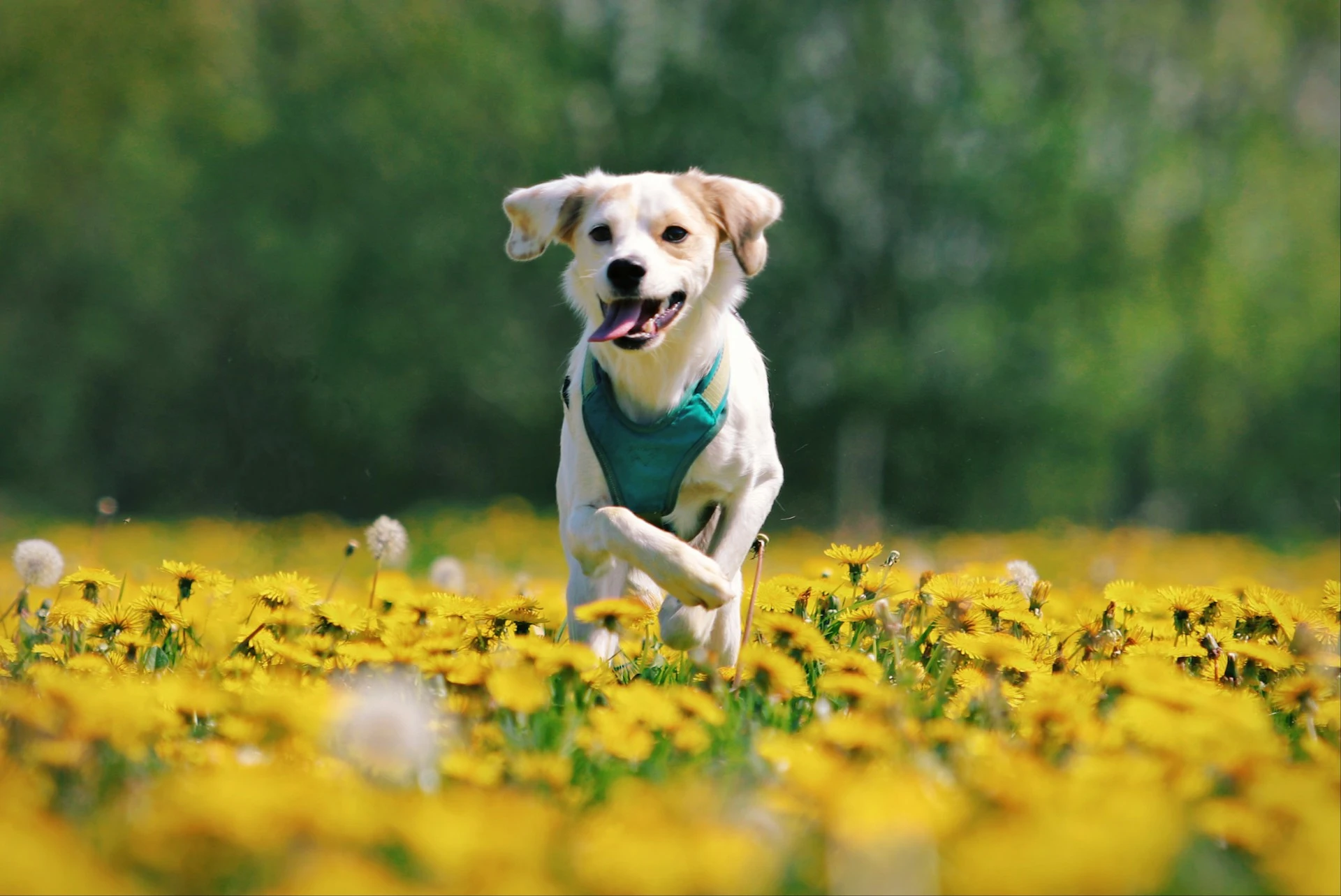 A dog runs through a vibrant field of yellow dandelions.