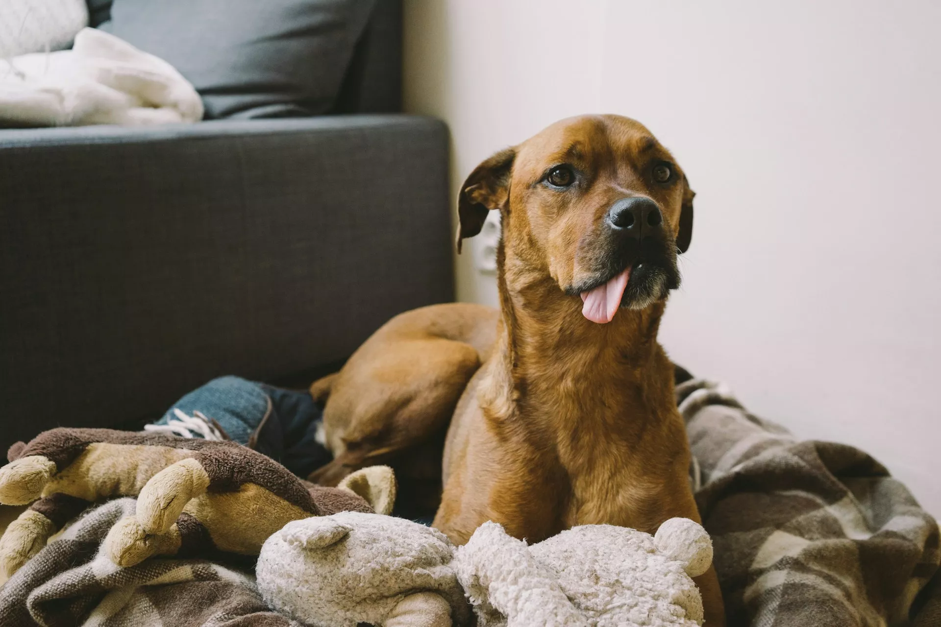 A dog sits surrounded by various plush toys on a patterned blanket.