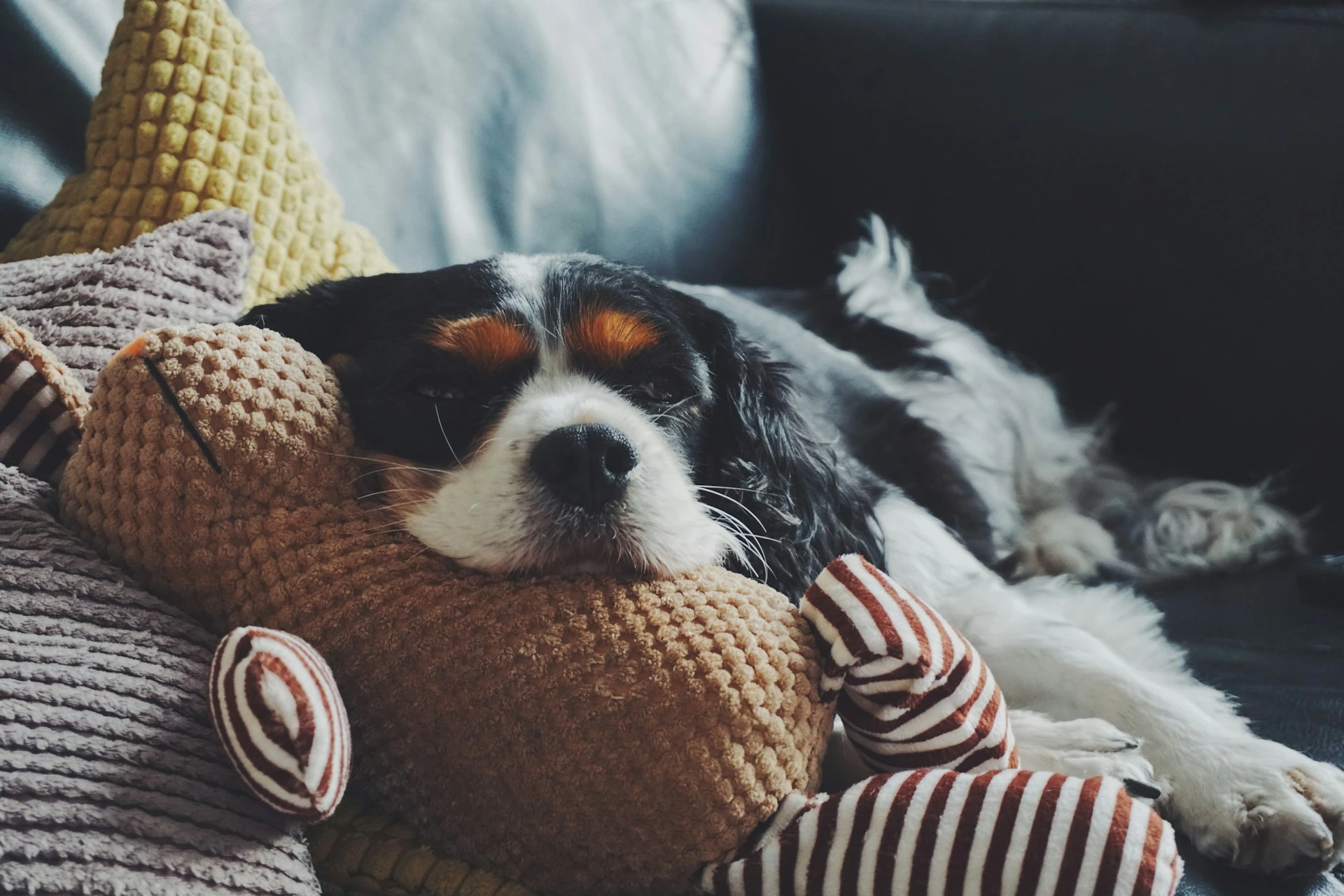 A Cavalier King Charles Spaniel lies on a dark sofa, resting its head on a brown stuffed animal.