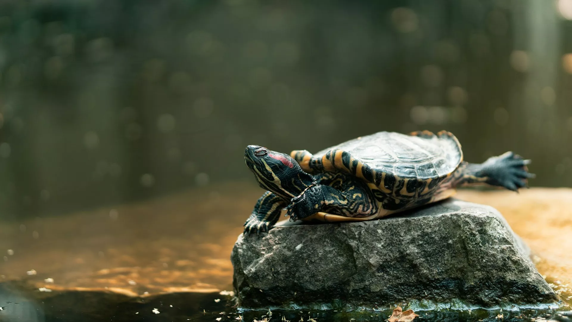 A red-eared slider turtle rests on a rock in the middle of a pond, stretching its back legs out behind its shell.