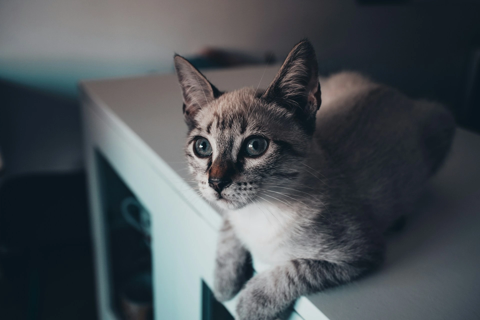 A kitten sits on the edge of a white piece of furniture.